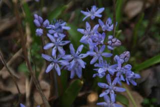 Scilla bifoliaVroege sterhyacint bestellen